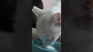 【野良猫】冬の暖か牛乳【保護】#のら猫 #野良猫 #地域猫 #さくら猫 #short