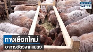 ทางเลือกใหม่อาหารสัตว์จากแมลง | BUSINESS WATCH | 06-01-66