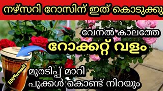 ഇത് ഒരു ഗ്ലാസ്‌ മതി വേനൽ ചൂടിൽ നഴ്സറി റോസ് നിർത്താതെ പൂവിടാൻ|Best ever fertilizer for rose in summer