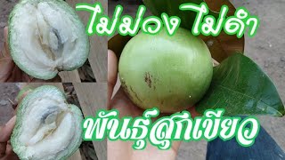 ลูก​น้ำนม​ พันธุ์​สุกเขียว​ ไม่ม่วงไม่ดำ​(สตาร์​แอปเปิ้ล​ไทย)​Green