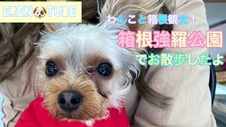 【箱根観光】箱根強羅公園で愛犬わんことお散歩♪