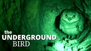The Very Strange and Unusual Burrowing Owl