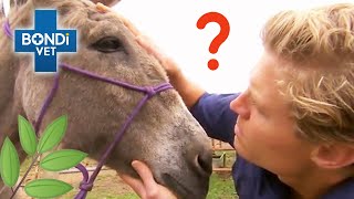 Donkey Addicted to Weeds! 😱  | Bondi Vet Clips | Bondi Vet