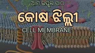 କୋଷ ଝିଲ୍ଲୀ, ଚିତ୍ର ଦେଖି ବୁଝିବା