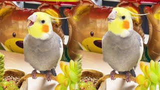 新年将至，小黑祝您好运连连吉祥如意！ #pets #birds #funny #parrot