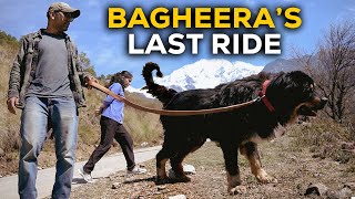 Bagheera the Tibetan mastiff ab hamare beech nahi hai