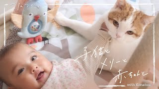 【猫と赤ちゃん】新しいメリーがやってきた！