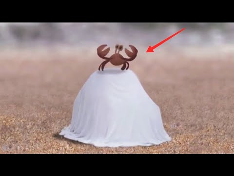 Crab From Birdbox Studio Animation Video Youtube