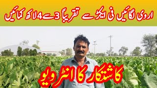 How to Taroاروی کی کاشت (Arvi )Farming in Pakistan