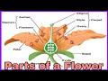 Parts of a Flower