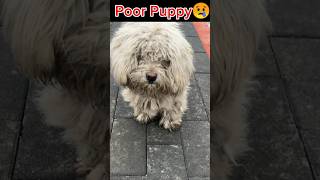 Rescue Poor Homeless Puppy! #puppy #puppyvideos #dogs #dogvideos #funnypuppy #pets #paws #homeless