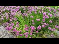 Virtual Garden Tour: Threave Garden