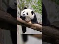 大熊猫听着曲，打着节拍，这国宝熊猫真的太惬意啦！panda listens to the music.