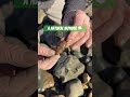 fossil hunter mike’s beach surprise 😳 beachfinds curiosity fossilhunting