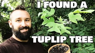 Harvesting a Native Tulip Tree aka Tulip Poplar From Inside the Brush