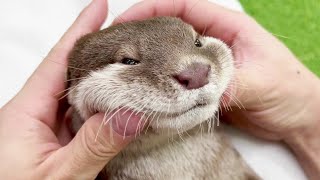 The otter falls in love with massages!