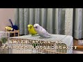 【おしゃべりイン虎🐯キー太vol.7】 おしゃべりインコ ハルクイン 関西弁インコ おもしろインコ 阪神タイガース 近本大好き 佐藤輝明 セキセイインコ 自粛