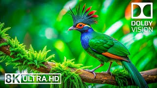 Enchanting Birds 8K 🐦 Relaxing Music For A Blissful Atmosphere