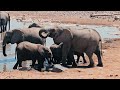 taman nasional etosha