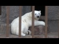 taking shelter from rain polar bears ホッキョクグマ親子の雨宿り