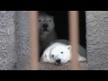 taking shelter from rain polar bears ホッキョクグマ親子の雨宿り