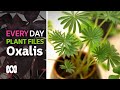 Rare oxalis collection plant tour ☘ | Everyday Gardening | ABC Australia