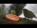 ベランダに置いたみかんをひたすら食べるメジロ　~white eye watching~