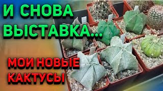 Выставка кактусов и суккулентов #4. Мои новые кактусы. Астрофитум. Уход за кактусами.