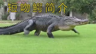 短吻鳄简介1/3