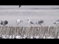 ♪鳥くんの野鳥動画（千葉japan）銚子カナダカモメＡＤ冬羽頭が白い個体