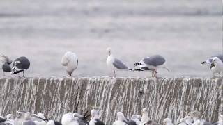 ♪鳥くんの野鳥動画（千葉Japan）銚子カナダカモメＡＤ冬羽頭が白い個体