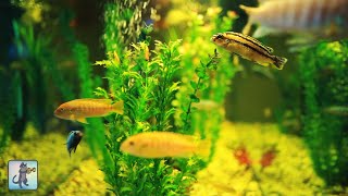 Stunning Aquarium Fish Tank & The Most Relaxing Sleep Music