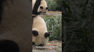 DESCRIPTION OF THE PANDAS #Wildlife #Animal Facts #Amazing Animals #Animal Encyclopedia #Wild Animal