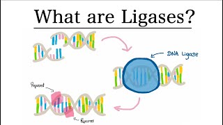 Ligase Enzymes | MCAT Biochemistry