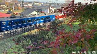 【栃木県日光市】杉並木公園　2021年紅葉