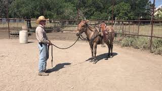 Halter Driving (Ground Work)