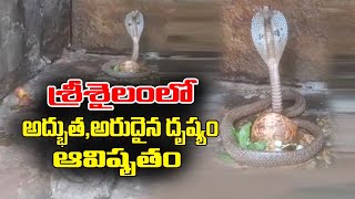 శ్రీశైలంలో అరుదైన దృశ్యం ఆవిశృతం | Srisailam | Andhra Pradesh |