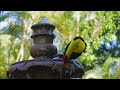 all about birds for children animal learning for kids freeschool