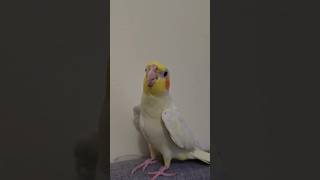 Baby cockatiel 6 month old singing all day #shortvideo 💕