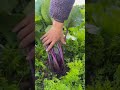 satisfying vagetables agriculture shorts short