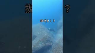 【魚突き】首折れサバならぬ首折れスジアラを素手でキャッチ Spearfishing #Shorts