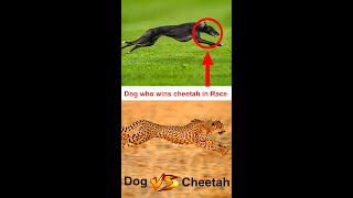 Cheetah vs Greyhound dog | World's Fastest Dog  | Dog facts | Dog series | தமிழ்  #shorts
