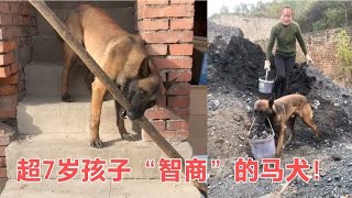 一只超7岁孩子智商的纯种马犬，上山干活，水里捞鱼样样行！#搞笑#喜剧#恶作剧#整蛊