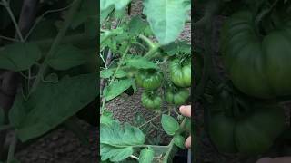 2023#Tomato garden:giant beef tomato 自己种的大西红柿才是小时候的味道#shorts#youtubeshorts#viral#trendingshorts