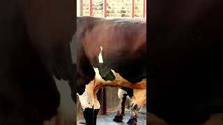 গরু চাষের খরচ বোঝা Understanding the Costs of Cow Farming