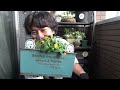 園芸初心者がホンマデッカー寄せ植えを作った結果・・・【じゅんぺい君】【ベランダガーデニング】【園寄せ植え】【ビオラ】【ヒヤシンス】【チオノドクサ】