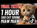 1 HOUR Miaw miaw miaw miaw sad cat song tiktok 2024