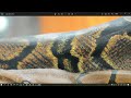 How to Get Images from OpenAI API Using Python