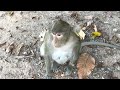 funny monkey s react drunk and can t move