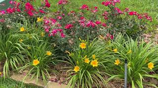 Best Plants Series - Stella de Oro Daylily